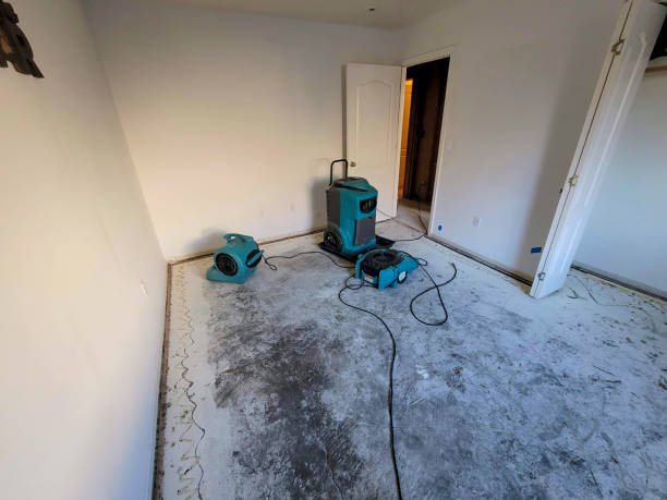 Best Basement water damage restoration  in Alexandria, KY
