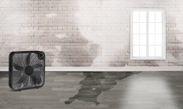 Best Water damage restoration near me  in Alexandria, KY